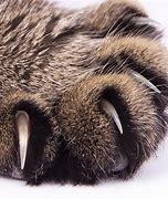 Image result for Cat Claws Side View
