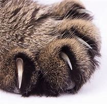 Image result for Cat Claw Quick