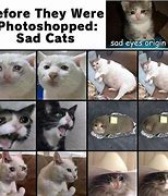 Image result for gatos cats memes origins
