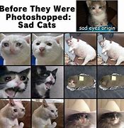 Image result for cool cats memes origins