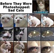Image result for Sad Cat Meme Origin