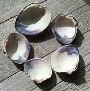 Image result for Quahog Shell Buttons