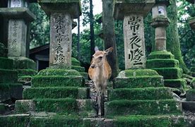 Image result for nara japanese