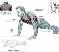 Image result for Push-Up Muscles Worked