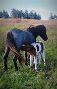 Image result for Appalachian Horse