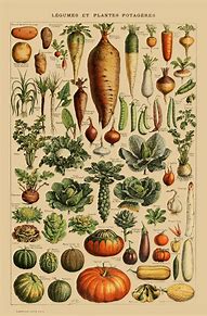 Image result for Vegetable Poster