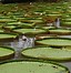 Image result for Rare Plants From Brazil