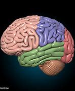 Image result for Real Human Brain