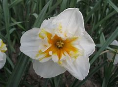Image result for Narcissus Dolly Mollinger