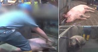 Image result for Giant Pig Slaughter