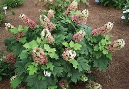 Image result for Hydrangea quercifolia Jetstream