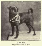 Image result for Early Pug
