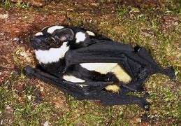 Image result for Black White Panda Bat