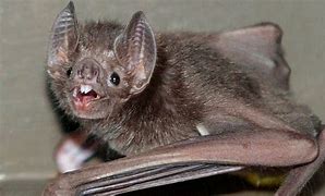 Image result for Vampire Bat Bird