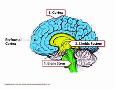 Image result for Brain Stem and Limbic System