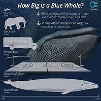 Image result for World Biggest Animal On Earth