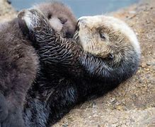 Image result for Snuggle Otter