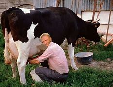 Image result for Guy Milking Cow Meme