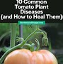 Image result for Common Tomato Problems