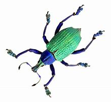 Image result for Beetle Transparent