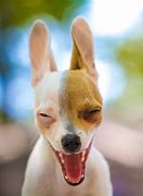 Image result for LOL Funny Animals Dogs
