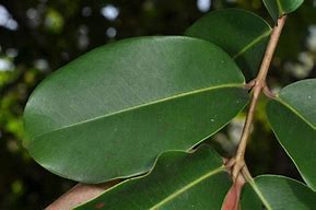 Image result for Syzygium Myrtaceae