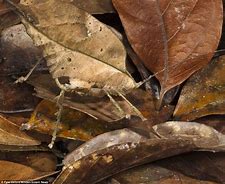 Image result for Insects On Dried Leaves