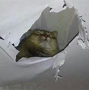 Image result for Ceiling Cat Cursed