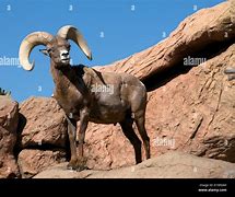 Image result for Sonoran Desert Bighorn Sheep