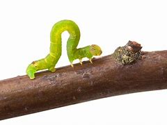 Image result for Green Inch Worms