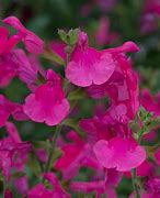 Image result for Salvia greggii Mirage Hot Pink