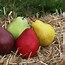 Image result for Pear Characteristics