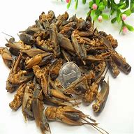 Image result for Cricket Insect Food