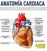 Image result for cardiaca