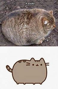 Image result for Pusheen Cat Memes Funny