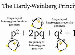 Image result for Hardy–Weinberg Principle