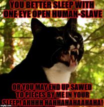 Image result for Psycho Cat Meme