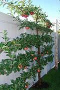 Image result for Growing Apple Trees On a Trellis