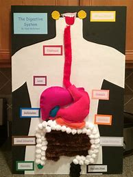 Image result for Life-Size Printable Model of the Digestive System