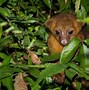 Image result for Tree Animals