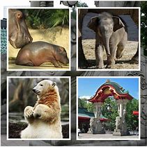 Image result for All Zoo Animals