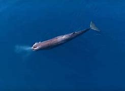 Image result for Sperm Whale Predators