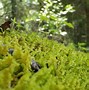 Image result for Moss Images