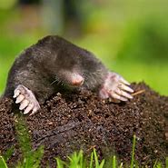 Image result for What Are Garden Moles
