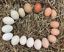 Image result for Organic Eggs