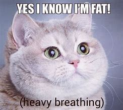 Image result for Breathing Cat Meme