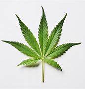 Image result for Marijuana