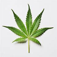 Image result for Marijuana