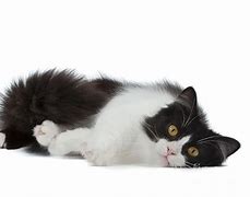 Image result for Black and White Munchkin Cat