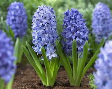 Image result for Spring Flowers Growing